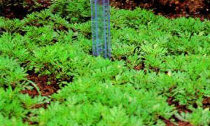 полив растений с применением магнитного преобразователя воды